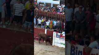 Toro salta la VALLA motivational toros desarrollopersona recortadores viralshorts valencia [upl. by Judi378]