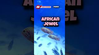 Jewels Of West Africa fish fishing aquarium cichlid pets animals travel jewelfish fishlover [upl. by Cochran534]