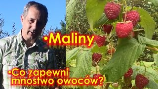 Maliny  zrób to aby mieć dużo smacznych owoców Pielęgnacja nawożenie cięcie malin [upl. by Anoo]