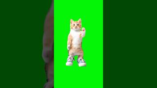 Honking Cat Dance  Green Screen cat catmeme meme dancing viral fyp [upl. by Annaynek]