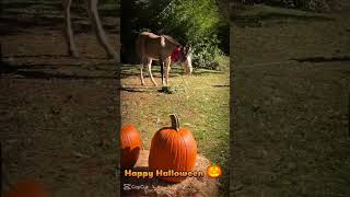 🎃halloween🎃 horse equestrian music starstable horseriding sso edit [upl. by Aisirtap769]