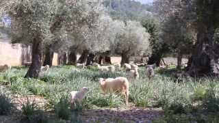 Mandelblüte 2015 02 15 Mallorca Alaro Santanyi Mondrago Naturpark [upl. by Eelano]