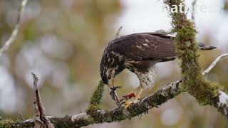 Common black hawk juvenile feeding on frog whilst perched on tree branch Costa Rica [upl. by Irtimid857]