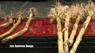 Rootworm Control  Tom Hunt  February 12 2016 [upl. by Cadmann]