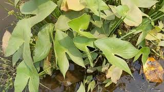 Sagittaria sagittifolia  Alismataceae [upl. by Atworth621]