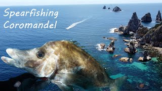 Spearfishing Coromandel  The Giant Boarfish [upl. by Miarzim]