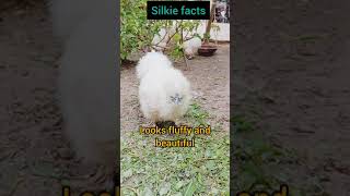 Silkie facts silkie petfarming silkiechicken fancychickenfarm cute fancypoultry silkiehens [upl. by Llehsad]