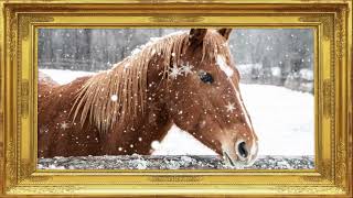 Framed TV Art  Winter Snow Horse in Ireland [upl. by Wolfy]