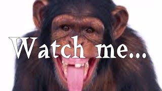 Funny Ethiopian Video A Monkey lipsyncing Tesfaye Kassas tizita zefen [upl. by Yldarb681]