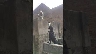 Dog vs langoor baby funny video 🤠😄 discovery channel  monkey vs Dog  monkey  Dog  shorts [upl. by Ennalorac]