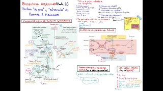 Bioquímica Molecular 2 Síntesis de novo y salvamento de Purinas y Pirimidinas ICG amp Sx LeschNyhan [upl. by Loree271]