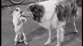 Lassie  Episode 182  quotLassies Guestquot  Season 5 Ep 39  05311959 [upl. by Gnilrac]