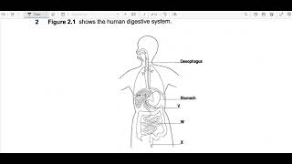 BIOLOGY PAPER 2 2010 ECZ [upl. by Drooff]