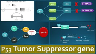 p53 Tumor suppressor and its functions  Role of p53 in various regulatory pathways explained [upl. by Lewan790]