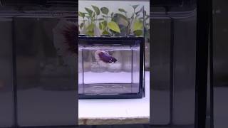 stunning purple betta flares its fins boldly in a brick tank bettafish aquariumfish [upl. by Delacourt195]