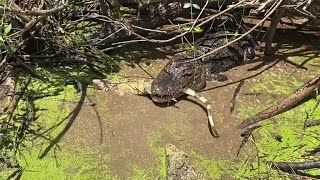 Iguana hunting and invasive species catching in Florida Everglades [upl. by Eniluap]