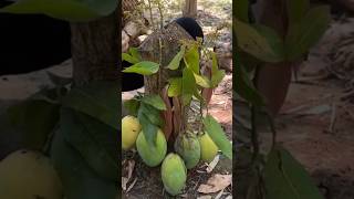 New technique of growing mango plant mangografting mango fruitfarming farming viral shorts [upl. by Esirec]