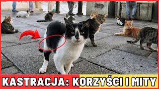 ZNACZENIE KASTRACJI KORZYŚCI I MITY DOTYCZĄCE KASTRACJI KOTÓW [upl. by Jowett]