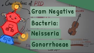 Gram Negative Bacteria Neisseria gonorrhoeae [upl. by Ferwerda3]