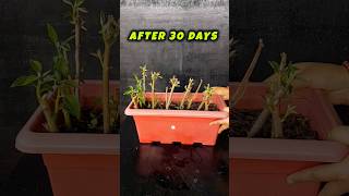 15 Poinsettia Cuttings Challenge Epic Growth Journey [upl. by Yortal128]