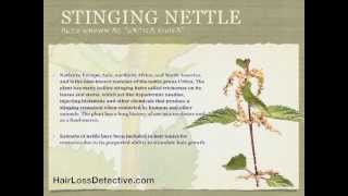 Stinging Nettle Natural Treatment For Men To Stop Hair Loss and ReGrow Your Hair Now Side Effects [upl. by Nnil]