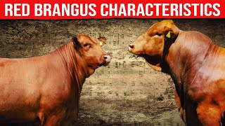 ⭕ RED BRANGUS Characteristics ✅ Biggest Bulls And Cow [upl. by Louanna298]