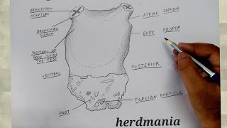 how to draw herdmania l zoology diagram [upl. by Erle]