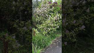 Saucer magnolia  shrub  April 2024 [upl. by Llekcm270]