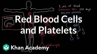 The life and times of RBCs and platelets [upl. by Aicnom159]