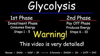 Glycolysis  Biochemistry [upl. by Hairej811]