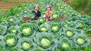 Harvesting the giant cabbage garden to sell at the market  making cabbage and chicken salad [upl. by Nilrak]