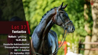 Auktionsfestival Lot 37 Fantastico Wallach v Feinrich  Fidertanz [upl. by Casandra30]