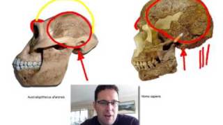 Skullcast comparison of hominin skulls [upl. by Soulier]