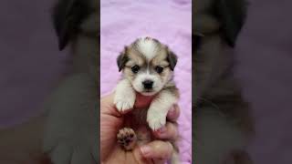 Adorable Baby Akbash Sits on Finger 🐶✨ TinyAnimals [upl. by Odragde368]