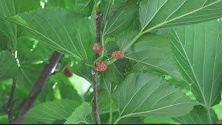 Welke boom kies je Bomen  dakvormen  de dakmoerbei [upl. by Eirbua]