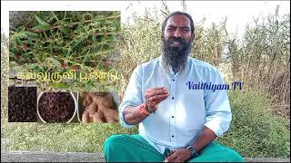 ஜுரத்தை குணப்படுத்தும்பாரம்பரிய சித்த வைத்தியம் Vaithiyamtv [upl. by Pavier]