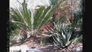 Cycads including Encephalartos  Aloes in a Landscape Pasadena California [upl. by Atiuqer]