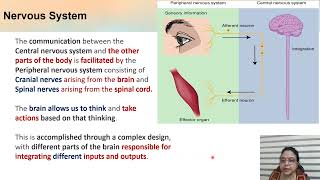 Control amp CoordinationHuman Brain X Science [upl. by Ayn567]