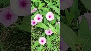 Ipomoea aquatica widely known as water spinach nature foryou flowers [upl. by Carolyne]