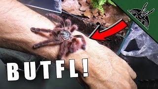 PRETTY TARANTULA IS A THING  Avicularia care sheet [upl. by Falk877]