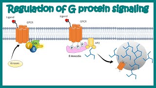 Desensitization of GPCR Regulation of G protein signaling by beta arrestin  Regulation by GRKs [upl. by Sacha]