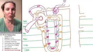 Reabsorption 8 Countercurrent exchange [upl. by Molahs335]