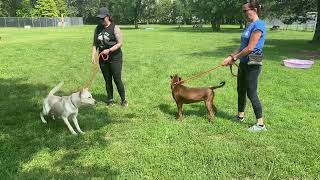 Saltine and Cinnamon leash test 8324 [upl. by Ahsinek]