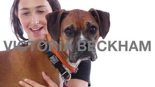 Adopt Victoria Beckham at NKLA [upl. by Inavoj]