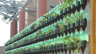 The Green Wall  Educational Vertical Garden Bottle System Project [upl. by Bara276]