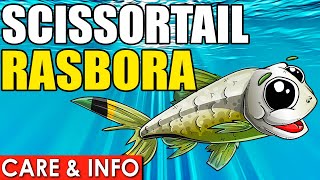 Scissortail Rasbora  Scissortail Rasbora Care Guide  How To Care For Scissortail Fish [upl. by Carlson]