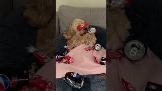 He’s all partied out 😂  help me get to 50 subs pls 🐶puppy viralvideo fypシ゚viral [upl. by Euqcaj]