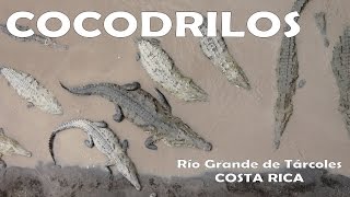 Los cocodrilos de Costa Rica [upl. by Dirk842]