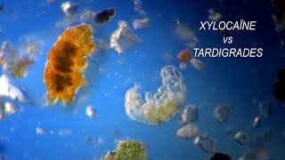 TARDIGRADA vs XYLOCAINE [upl. by Bobinette]