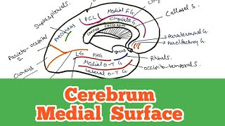 Cerebrum  Medial surfaceSulci and gyri World of Anatomy [upl. by Ardeahp]